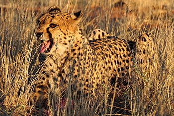 ghepardo in africa, animali, Africa, gatto, safari, selvaggio, natura
