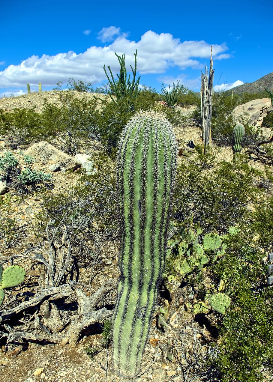 columnar saguaro, κάκτος, arizona, έρημος, τοπίο, tucson, νοτιοδυτικός, φύση, ουρανός, ΗΠΑ, κάκτοι