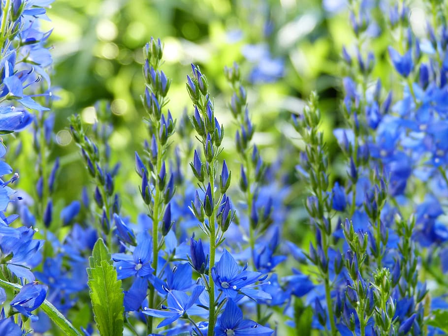 zvonky, květ, modrý, zahrada, včely, campanula, krása, vůně, éterické oleje, kosmetika, wellness