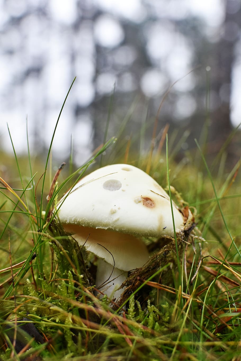 houba, les, podzim, světlé houby, Příroda, bílá houba, Litevský les