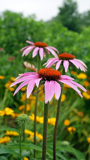 růžový, coneflower flowers, květ., coneflower, echinacea, obrázky třapatky, růžové květinové fotografie, obrázky růžový květ, květina v květu, obrázky květin kvetoucí, jedlé rostliny