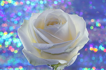 rose, white, flower, rose bloom, romantic, love, valentine's day, joy, give, birthday, mother's day
