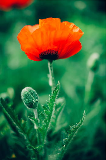 赤い花、 ケシの花、 赤いケシ、 自然写真、 花の写真、 庭の花、 鮮やかな赤、 屋外の花、 咲く花、 花びら、 緑色の背景