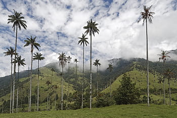 colombia, palm trees, cocora valley, wax palm trees, valle del cocora, tree, landscape, tropical, nature