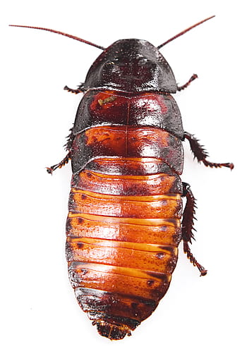 šváb, Madagaskar, Pozadí, izolovaný, špinavý, strašidelný, bílý, škůdce, hnědý, vyhladit, makro