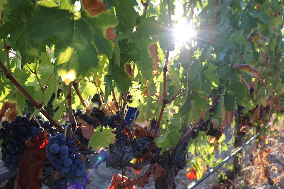 grapes, grape, syrah, vine, fruit, wine, vineyard, vineyards, blue, food, healthy