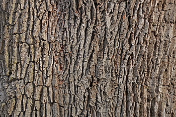 bark, oak, tree, tribe, log, structure, wood, forest, tree bark, texture, pattern
