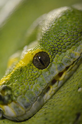 snake, reptile, green tree python, green, python, animal