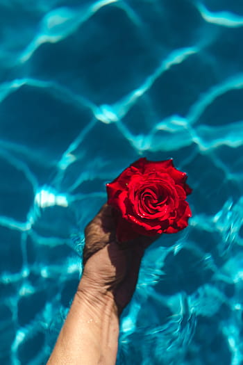 fresco, jardín, rosa, azul, agua, natación, piscina, cálido, día de verano, verano, flor