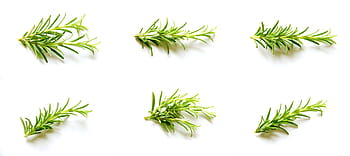rosmarino, verde, erba, erbe aromatiche, Spezia