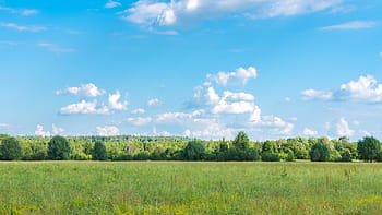 landskap, skog, träd, natur, moln, sommar, himmel, horisont, fält, äng, gräs