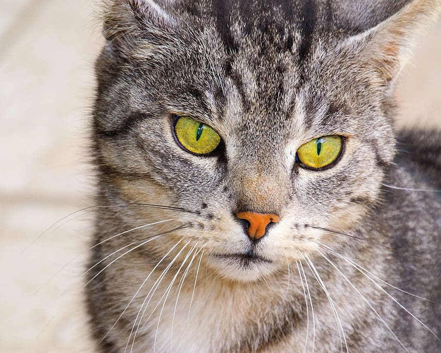 cat, green eyes, domestic cat, cat's eyes, view, animal, cat face, streamed live fur, close up, portrait, tiger