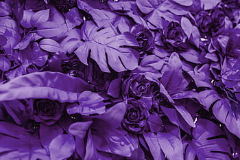 warna pantone, tahun 2018 :, ultra, violet, ungu, warna, pantone, ultra violet, warna tahun, pantone 2018