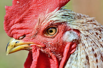 hahn, rooster head, crow, poultry, eye, comb, chicken, gockel, bill, livestock, feather