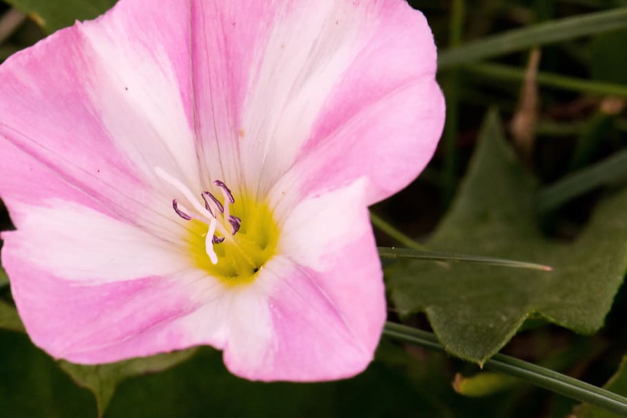 flower, bindweed, pink, blossom, bloom, white, winds, funnel flower, weed, wind greenhouse, field winds
