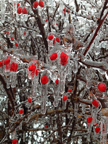 frozen berries, berries, berry, frozen, ice, nature, red berries, tree, winter