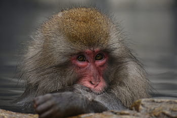 동물, 원숭이, 아기 일본 원숭이 먹는 잎, 눈 원숭이, 온천, 노천탕, 입욕, 따뜻한 목욕 효과, 아름다움, 스파 리조트, 일본