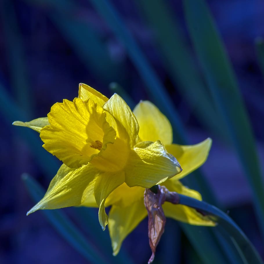 ozark jonquil, garden, bloom, plant, flowers, blossom, yellow, bright, back-lit, nature, jonquil