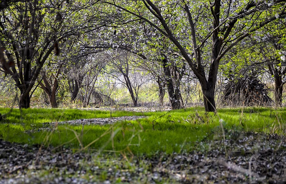 orchard, spring, nature, tree, bloom, branch, garden, blossom, plant, flower, landscape