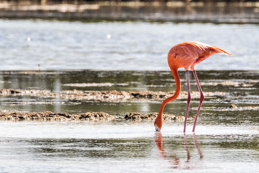 kuba, cienaga de zapata, plameňák, volně žijících živočichů, Příroda, birding, 10-13-18