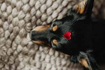 cão, coração, cabeça, animal de estimação, bonitinho, cachorro, adorável, amor, vermelho, dia dos namorados, pouco