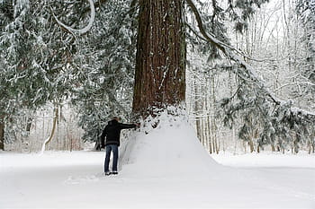 雪、 冬、 コールド、 木材、 霜、 フローズン、 氷、 木、 シーズン、 天気、 猛吹雪