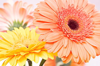 background, beautiful, blossom, botany, daisy, flora, flower, gerbera, herb, herbal, plant