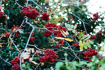 red, berries, fruits, food, trees, leaves