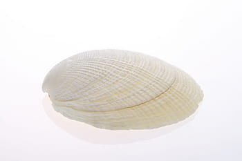 bone, close-up, closeup, coast, coastline, cockle-shell, conch, coral, cowrie, detail, empty
