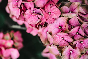 detail musim gugur, alam, daun, musim gugur, warna-warni, warna