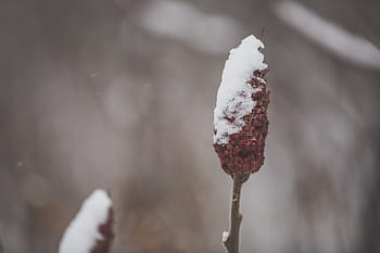 zavřít, sníh, pokryté, větev sumac, rozmazané, Pozadí, keř, list, Červené, sezóna, zahrada