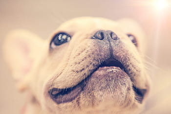 hundehvalp, smil, tæt på, hund, dyr, kæledyr, lille, store øjne, næse, ører