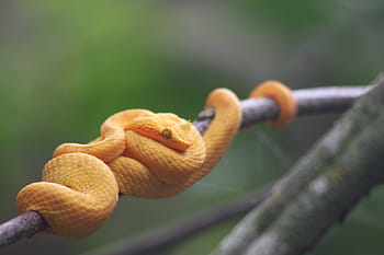 eyelash viper, cost rica, bothrops schlegelii, juvenile, costa rica, 2009, snake, tropics, neotropics