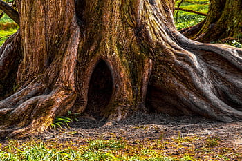 tree, old, ancient, log, tree bark, structure, tribe, forest, texture, root system, wood