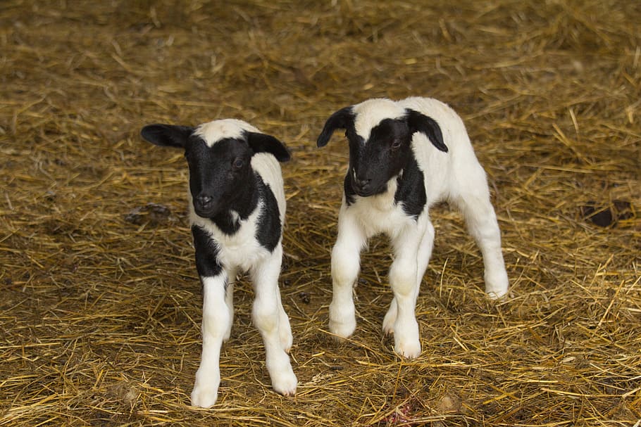 lambs, sheep, flock, pasture, cute