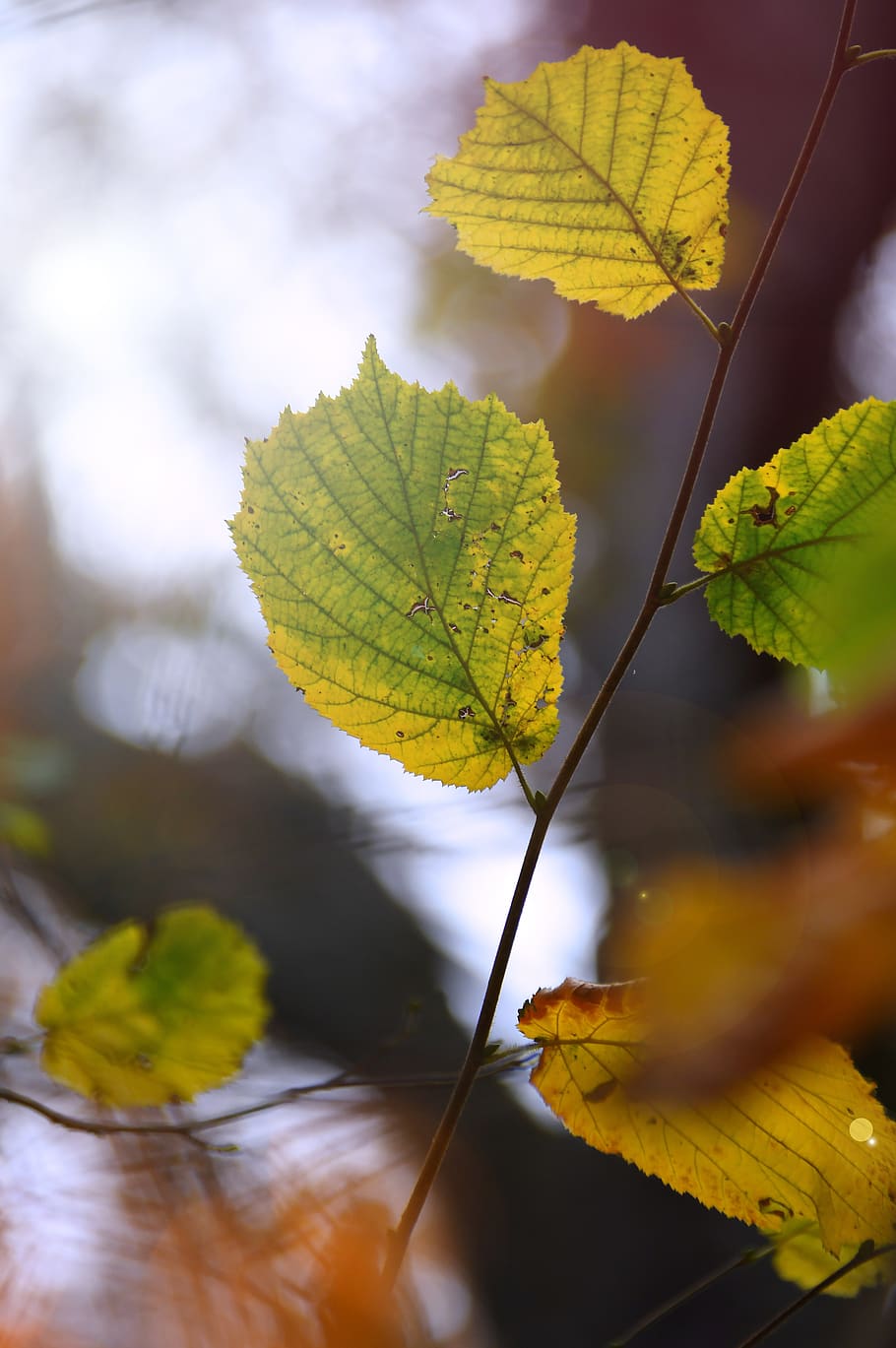 autumn, holidays, nature, color, leaves, trees, mood, forest, structure, reference material, foliage