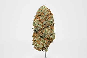 plevel, konopí, marihuana, zatuchlý, ganja, thc, stoner, kouř