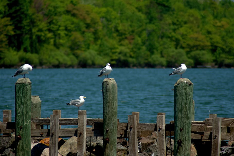 racky v přístavu bayfield, přístav, wisconsin, jezero superior, jezero, Bayfield, nábřeží, modrý, námořní, Lakefront, Středozápad