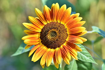 girasole, fiore, petali, fioritura, fiorire, flora, campo di girasole, luminosa, semi, giallo, natura