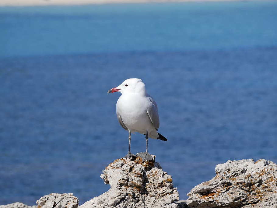 racek, moře, středomoří, pták, zvíře, Příroda, mallorca, cala ratjada