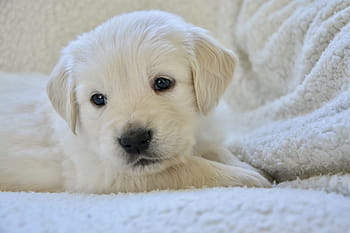 hund, valp, portrett, Golden retriever, søt