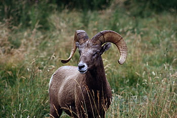 grande corno, pecora, montone, natura, selvaggio, rocce, in piedi, analizzare, cercare, guardare, ritratto, USFS, profilo