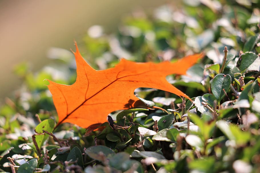 oak, quercus, brown leaf, transparent, autumn, colorful, backlight, nature, outdoor