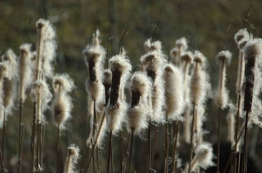 cattail, reed, flying seeds, pond plant, plant, tube piston greenhouse, seeds, lampenputzer, pond