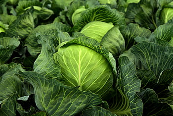 kohl, bylina, bílé zelí, pěstování, zelenina, zdravý, vitamíny, zimní zelenina, vegan, vegetariánský, zelí pole