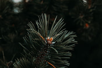 black, branches, brown, green, leaves, orange, pine cones, pines, trees