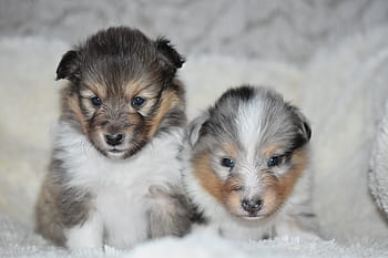 puppies shetland sheepdog, pup, puppy sitting, puppy lying down, bitch shetland sheepdog, color fawn with black overlay, color blue merle, princess bitch angel blue, mascot, animal, companion