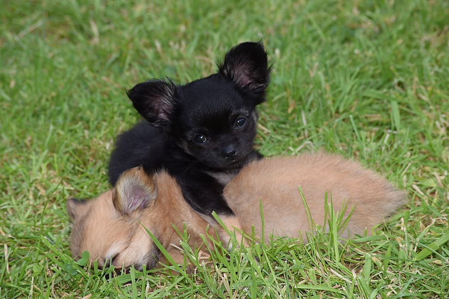 cute, grass, mammal, animal, little, dog, puppy, puppies, chihuahua