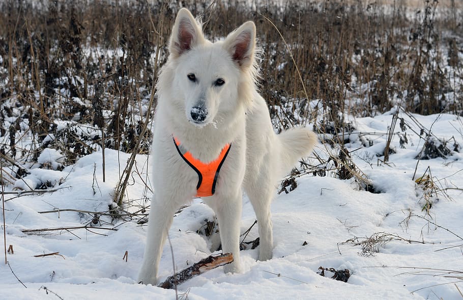 inverno, la neve, freddo, gelido, ghiaccio, cane svizzero bianco pastore, cane bianco