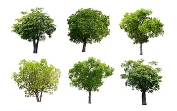 tree, isolated, nature, green, summer, deciduous trees